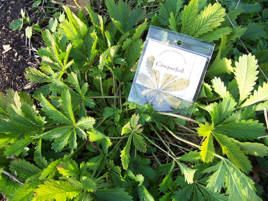 Sulfer Cinquefoil, Potentilla recta